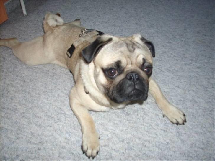 Mops Olsen billede 6