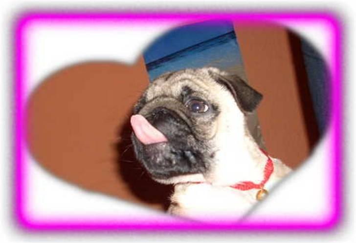 Mops Olsen billede 7