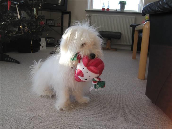 Coton de tulear selma - det  er mit lege tøj alberte  billede 12
