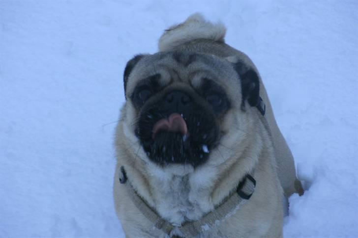 Mops Olsen billede 8