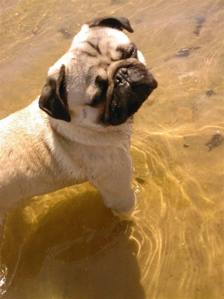 Mops Olsen billede 9