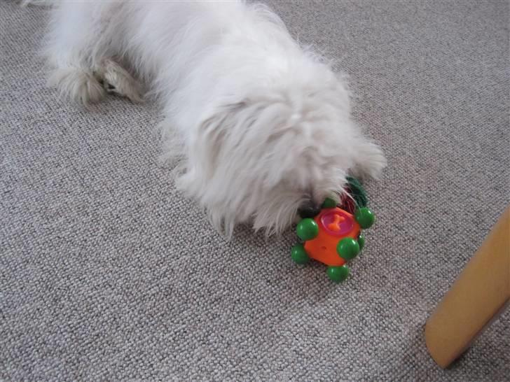 Coton de tulear selma billede 13
