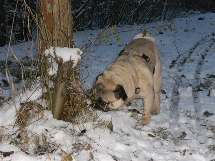 Mops Olsen billede 10