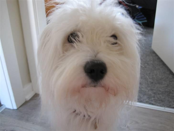 Coton de tulear selma billede 14