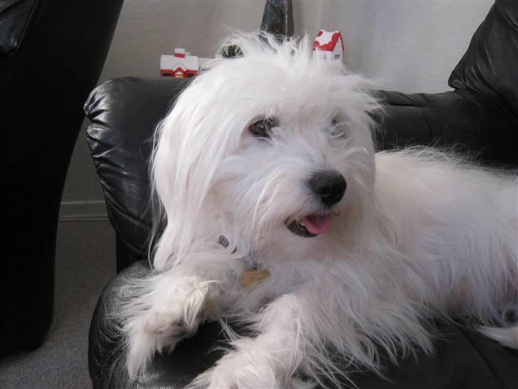 Coton de tulear selma billede 15