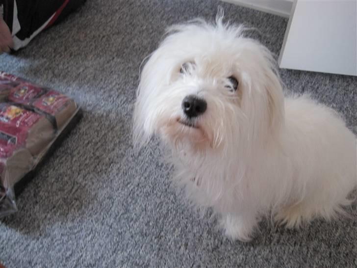 Coton de tulear selma billede 16