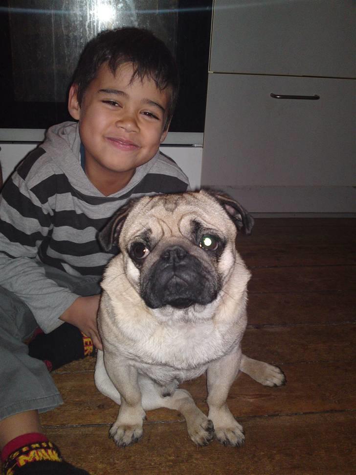 Mops Olsen billede 11