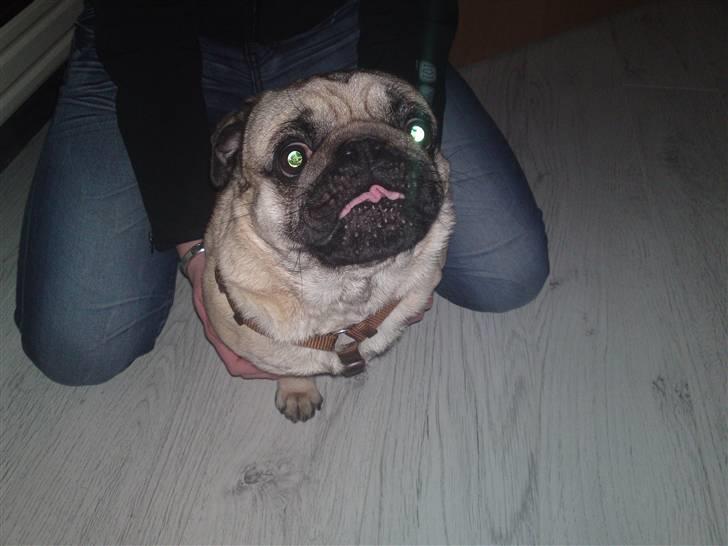 Mops Olsen billede 12