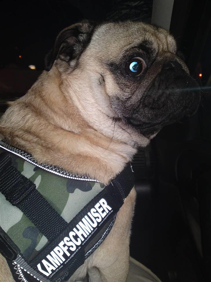 Mops Olsen billede 13