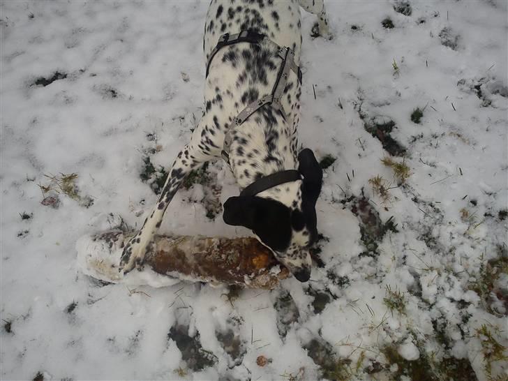 Blanding af racer Perle billede 7