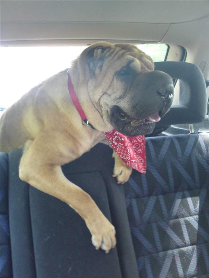 Shar pei Minya billede 1