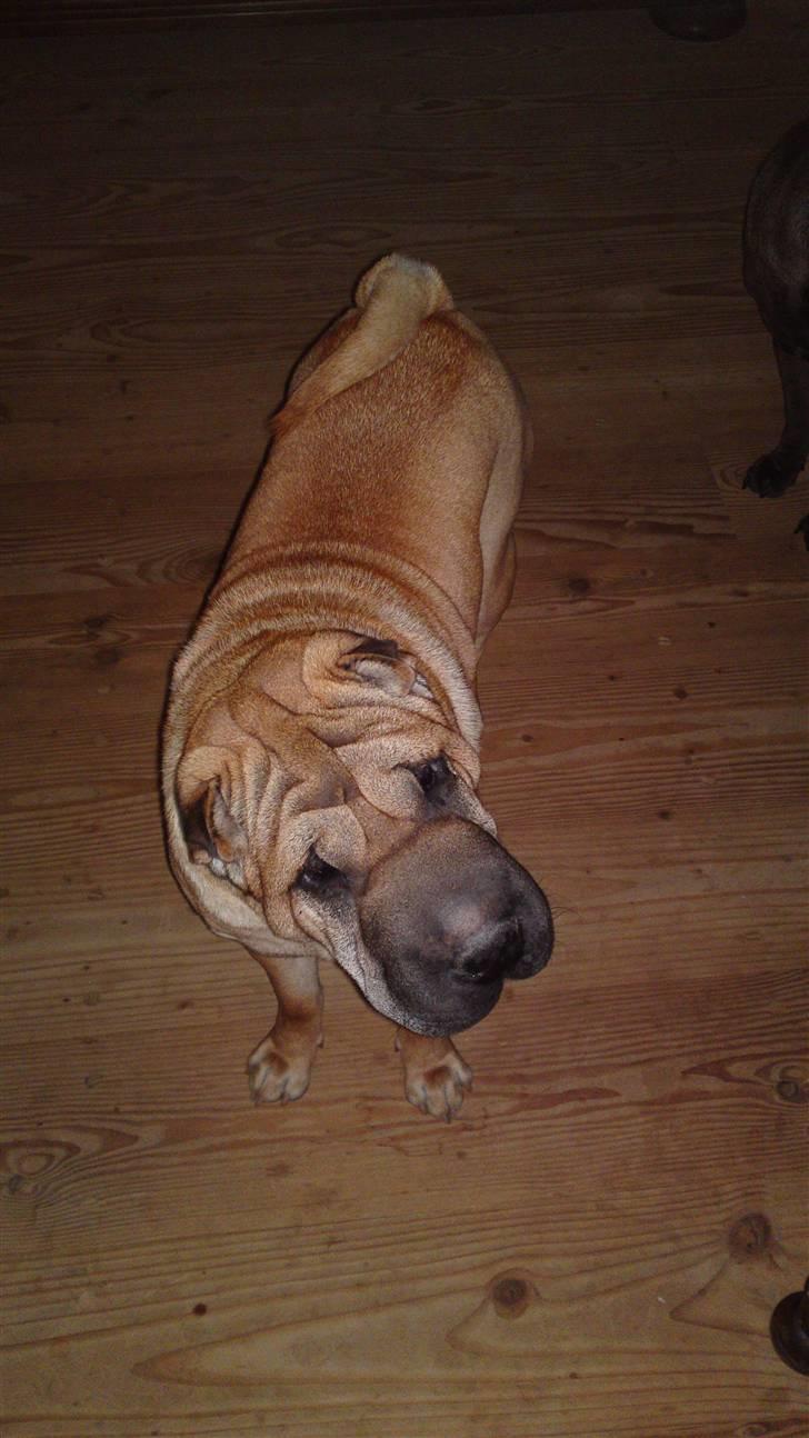 Shar pei Minya billede 2