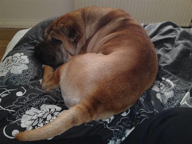 Shar pei Minya billede 3