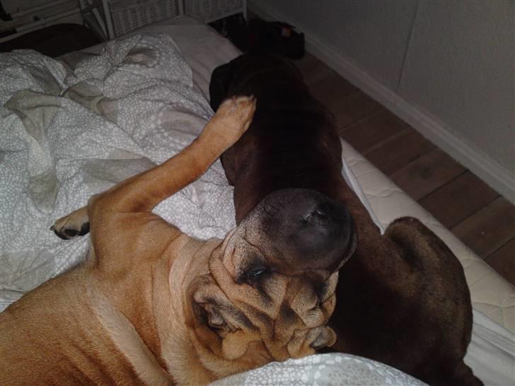 Shar pei Minya billede 4