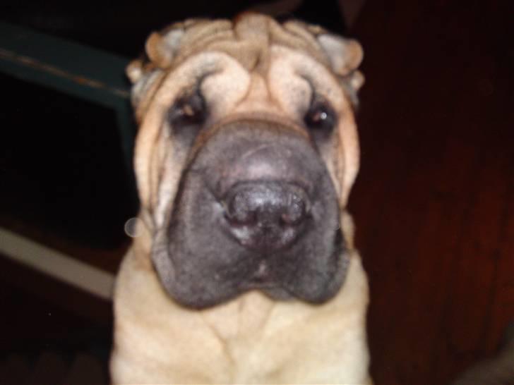Shar pei Minya billede 5