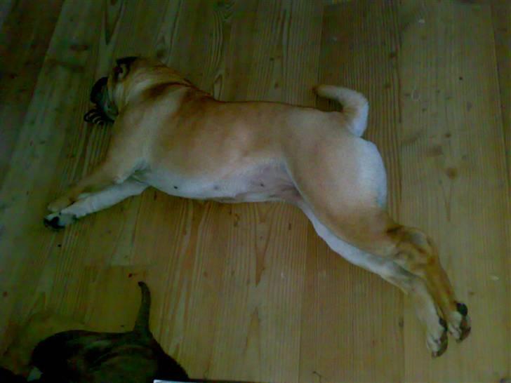 Shar pei Minya billede 6