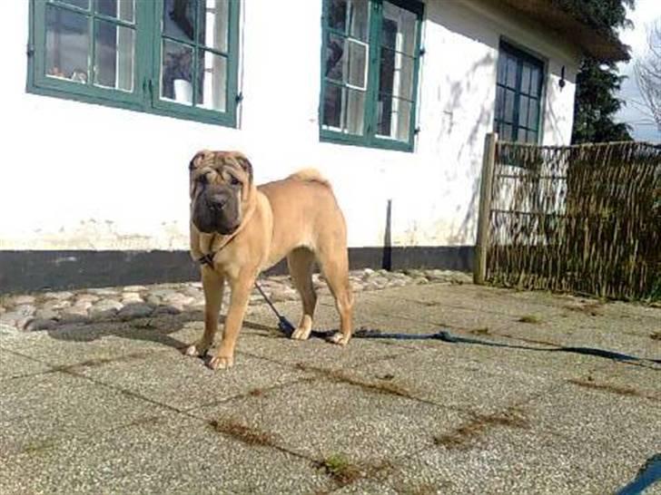 Shar pei Minya billede 7