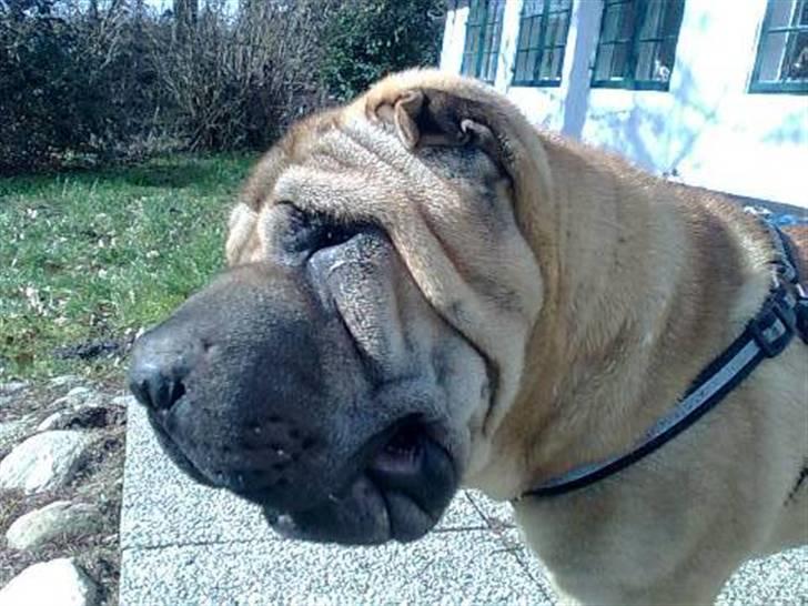 Shar pei Minya billede 8