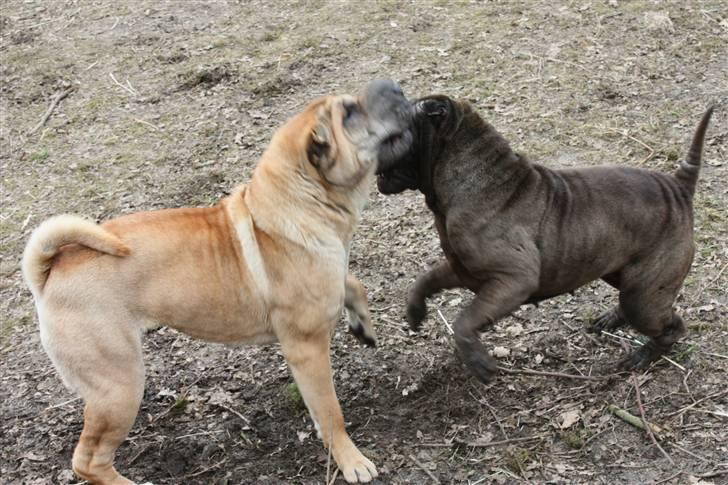 Shar pei Minya billede 9