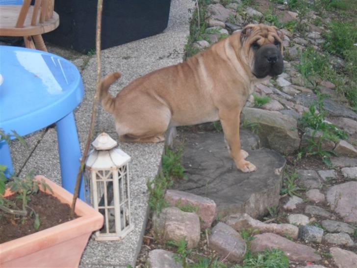 Shar pei Minya billede 10
