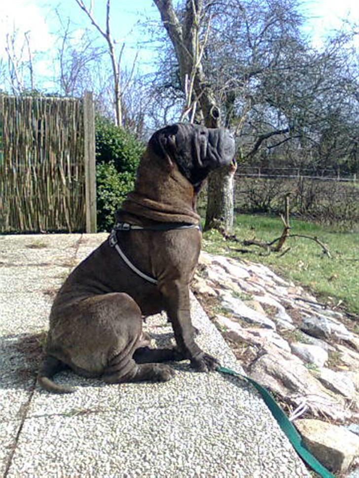 Shar pei Donya from the Wrinkle Do billede 1