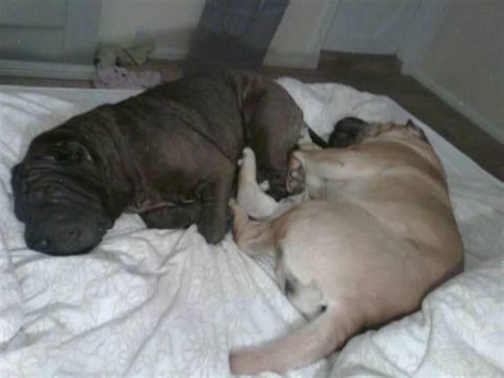 Shar pei Donya from the Wrinkle Do billede 2