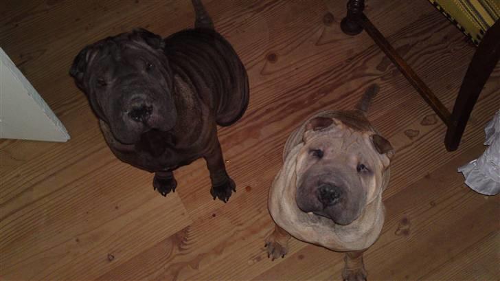 Shar pei Donya from the Wrinkle Do billede 3