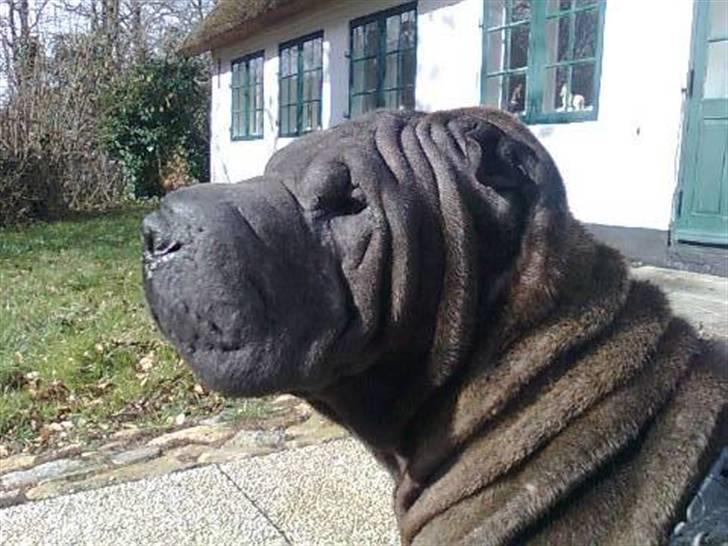 Shar pei Donya from the Wrinkle Do billede 4