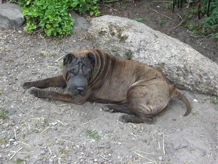 Shar pei Donya from the Wrinkle Do billede 5