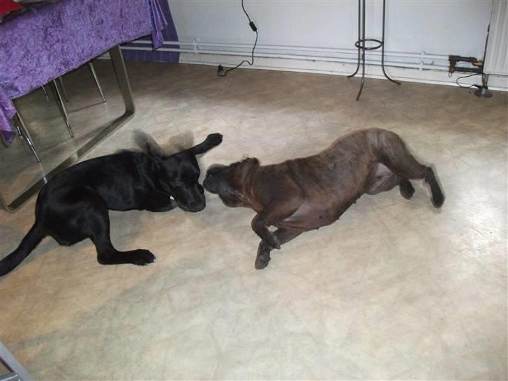 Shar pei Donya from the Wrinkle Do billede 6