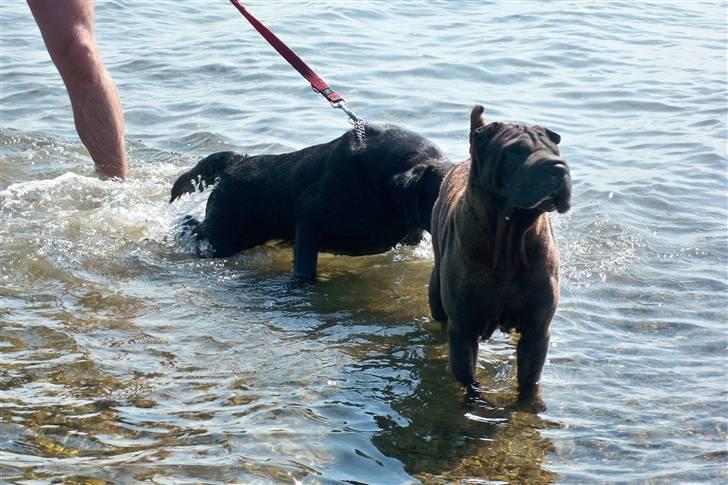 Shar pei Donya from the Wrinkle Do billede 7