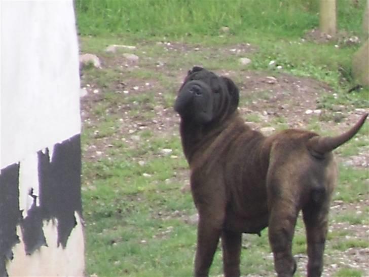 Shar pei Donya from the Wrinkle Do billede 8