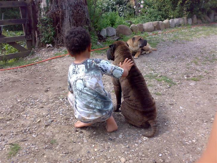 Shar pei Donya from the Wrinkle Do billede 10
