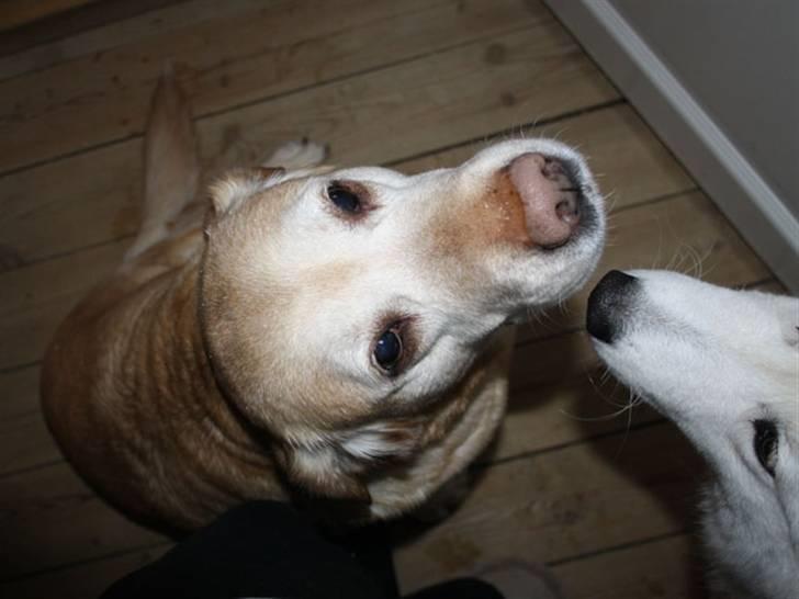 Labrador retriever Sally billede 16