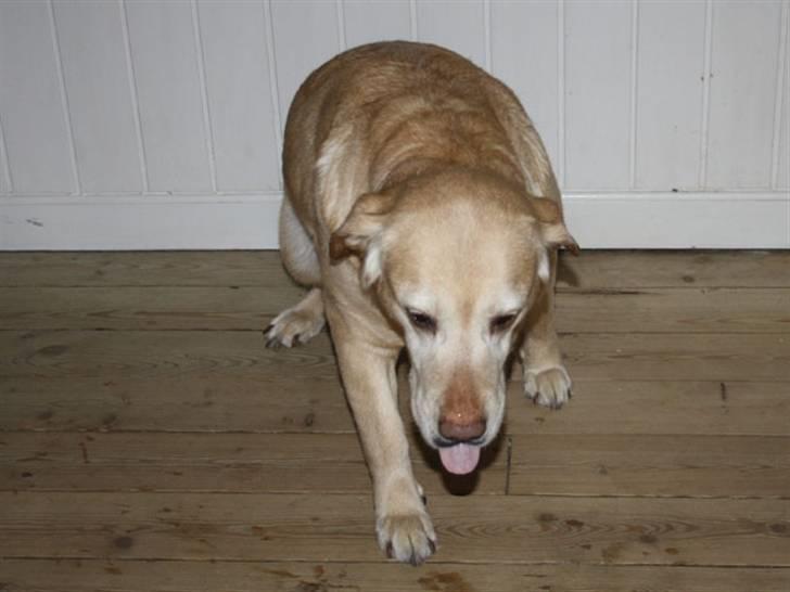 Labrador retriever Sally billede 18
