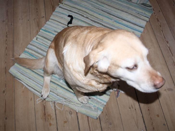 Labrador retriever Sally billede 19