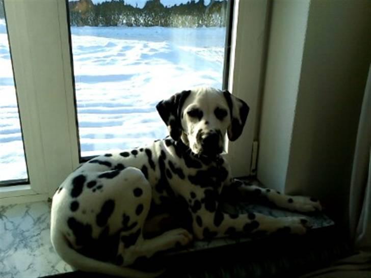 Dalmatiner Crazyspots Atlas billede 1