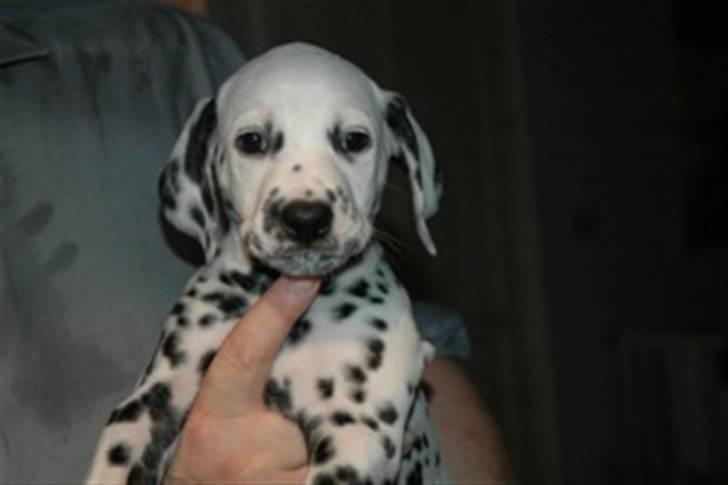 Dalmatiner Crazyspots Atlas - 6 uger gammel :) billede 2