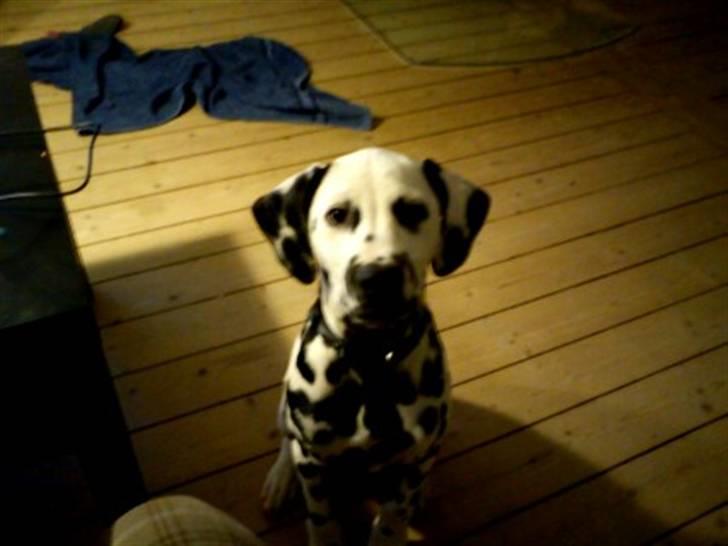 Dalmatiner Crazyspots Atlas billede 3