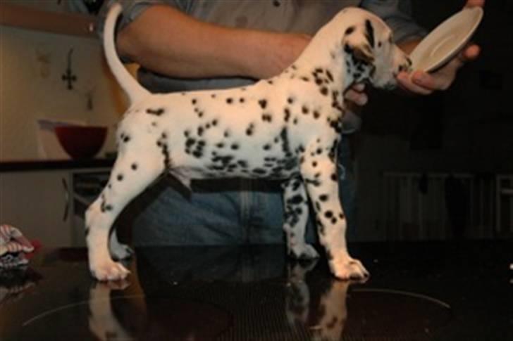 Dalmatiner Crazyspots Atlas billede 4