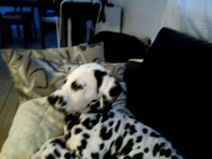 Dalmatiner Crazyspots Atlas billede 5