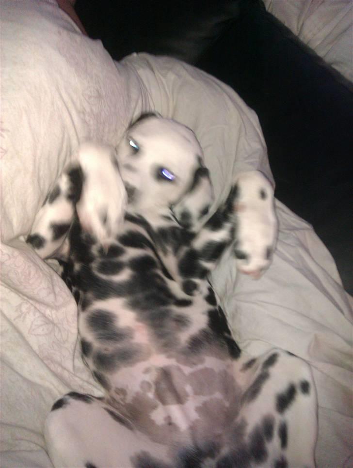 Dalmatiner Crazyspots Atlas billede 6