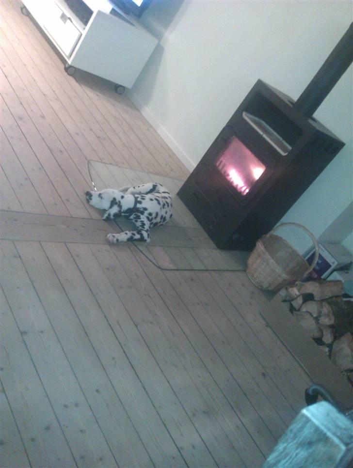 Dalmatiner Crazyspots Atlas billede 7