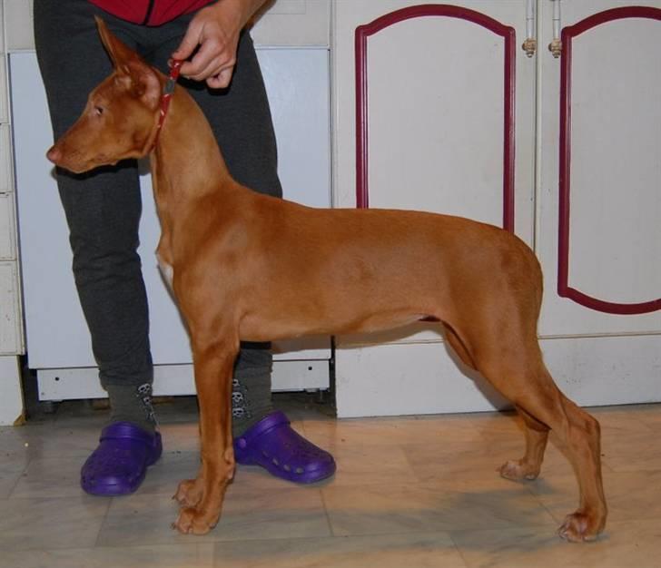 Pharaohound Vaskurs Kixia Qiwidotter billede 1