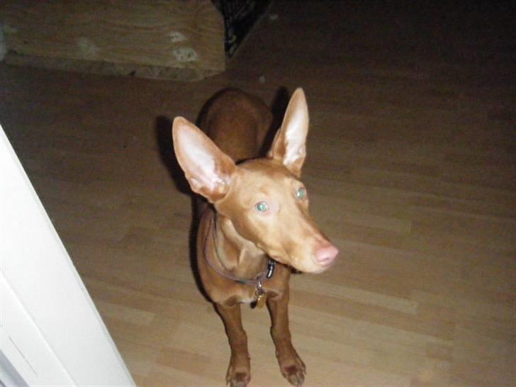 Pharaohound Vaskurs Kixia Qiwidotter billede 2