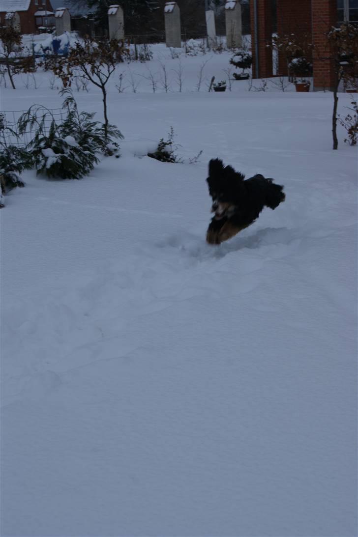 Cocker spaniel Aslan - Billede 12 - Aslan i fuld firspring Vinter 2010 billede 12