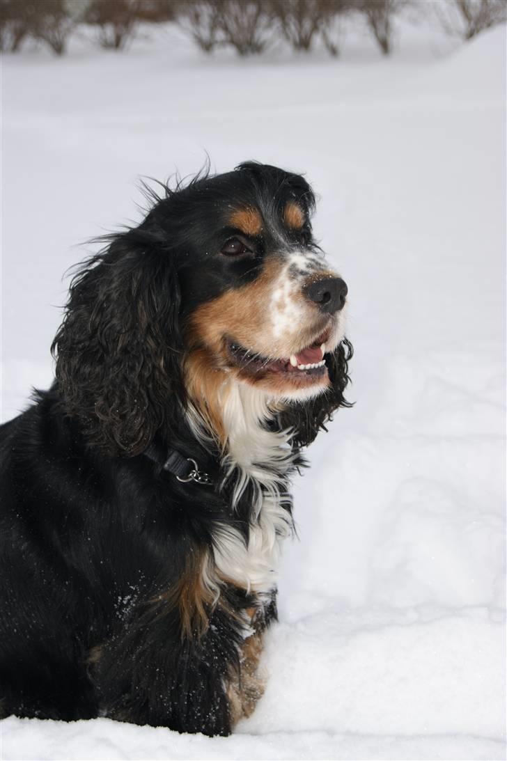 Cocker spaniel Aslan - Billede 13 - Den stolte Aslan Løvernes konge Vinter 2010 billede 13