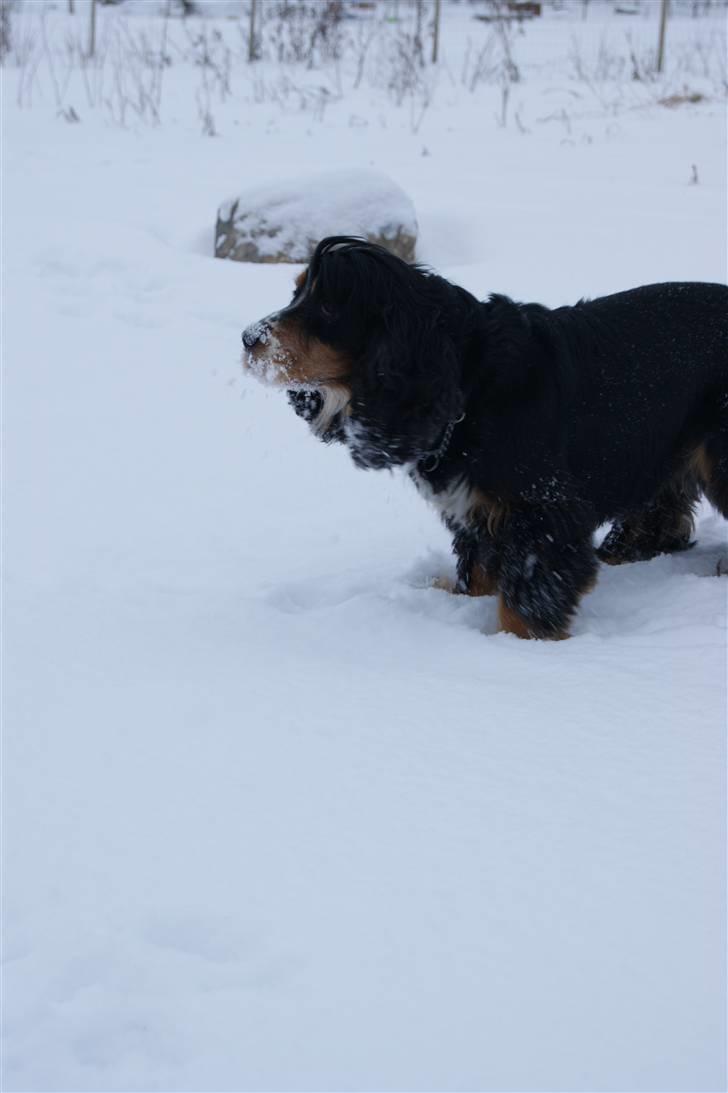 Cocker spaniel Aslan - Billede 14 - Aslan med sne på næsen :) Vinter 2010 billede 14