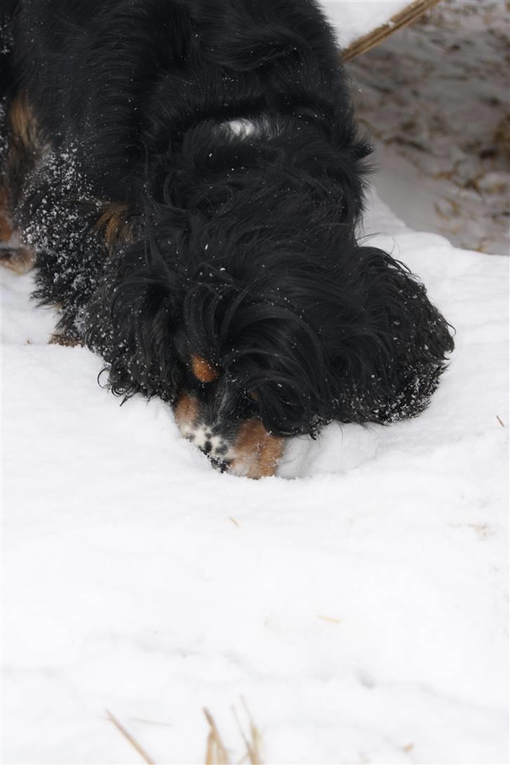 Cocker spaniel Aslan - Billede 15 - Aslan dykker i sne Vinter 2010 billede 15
