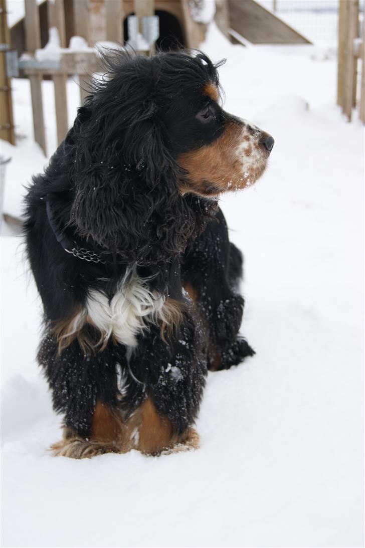 Cocker spaniel Aslan - Billede 16 - Aslan kigger ud i det smukke vintervejr Vinter 2010 billede 16